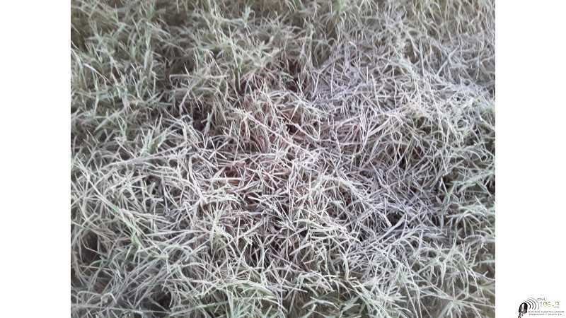 Sergio Bender expuso 5 fotos de la heladita de este lunes en zona rural