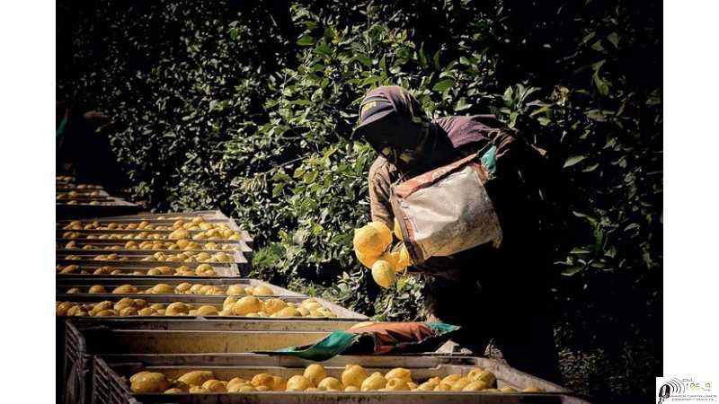 Fijan el jornal diario de los cosecheros Tucumanos del limón a $ 20150