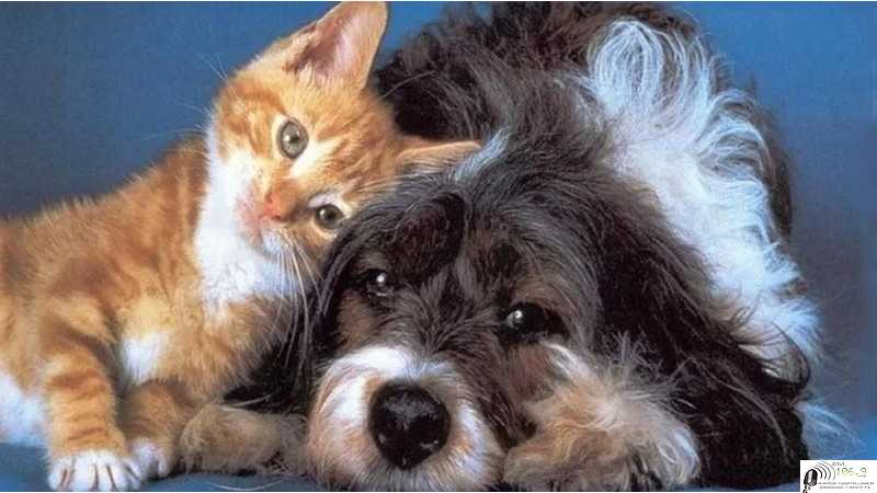 *El Gobierno de la Ciudad confirma nuevas fechas para Castraciones en Barrios*