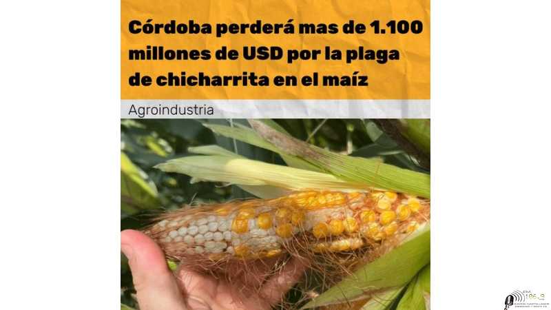 El avance del insecto conocido como “chicharrita” afecta los campos sembrados de maíz y extiende la plaga del spiroplasma.