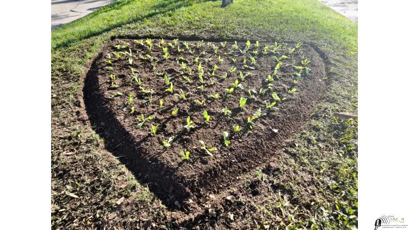 Martín Franconi comienza la plantación con un total de 19000 plantines en 5 especies
