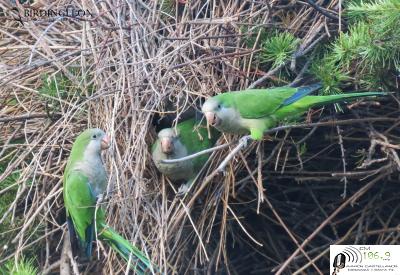 cotorras nido